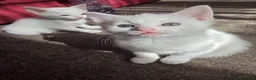 Turkish Angora cats for sale: Whithe Turkish Angora - Advert 14