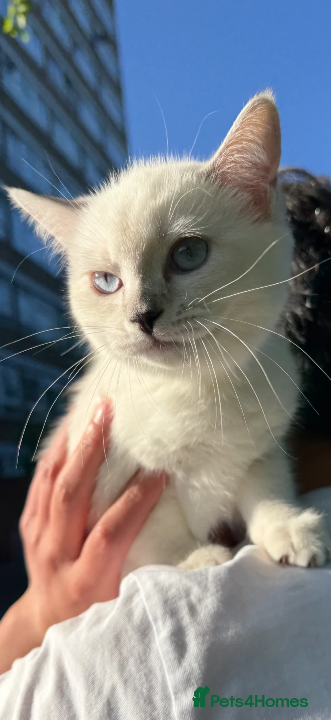Ragdoll cats for sale: 5 British short hair kittens - Advert 2