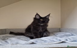 Maine Coon cats for sale: 🍁🍂Good females🏡🎯📣 - Image 23