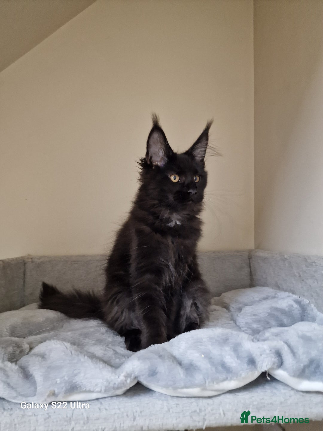 Maine Coon cats for sale: 🍁🍂Good females🏡🎯📣 - Image 23