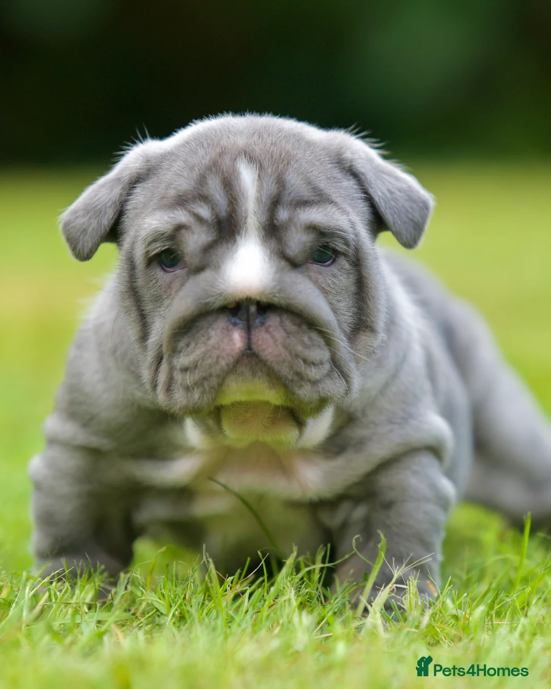 English Bulldog dogs for sale: EPIC BULLYZ BULLDOGS in Halesowen - Advert 2