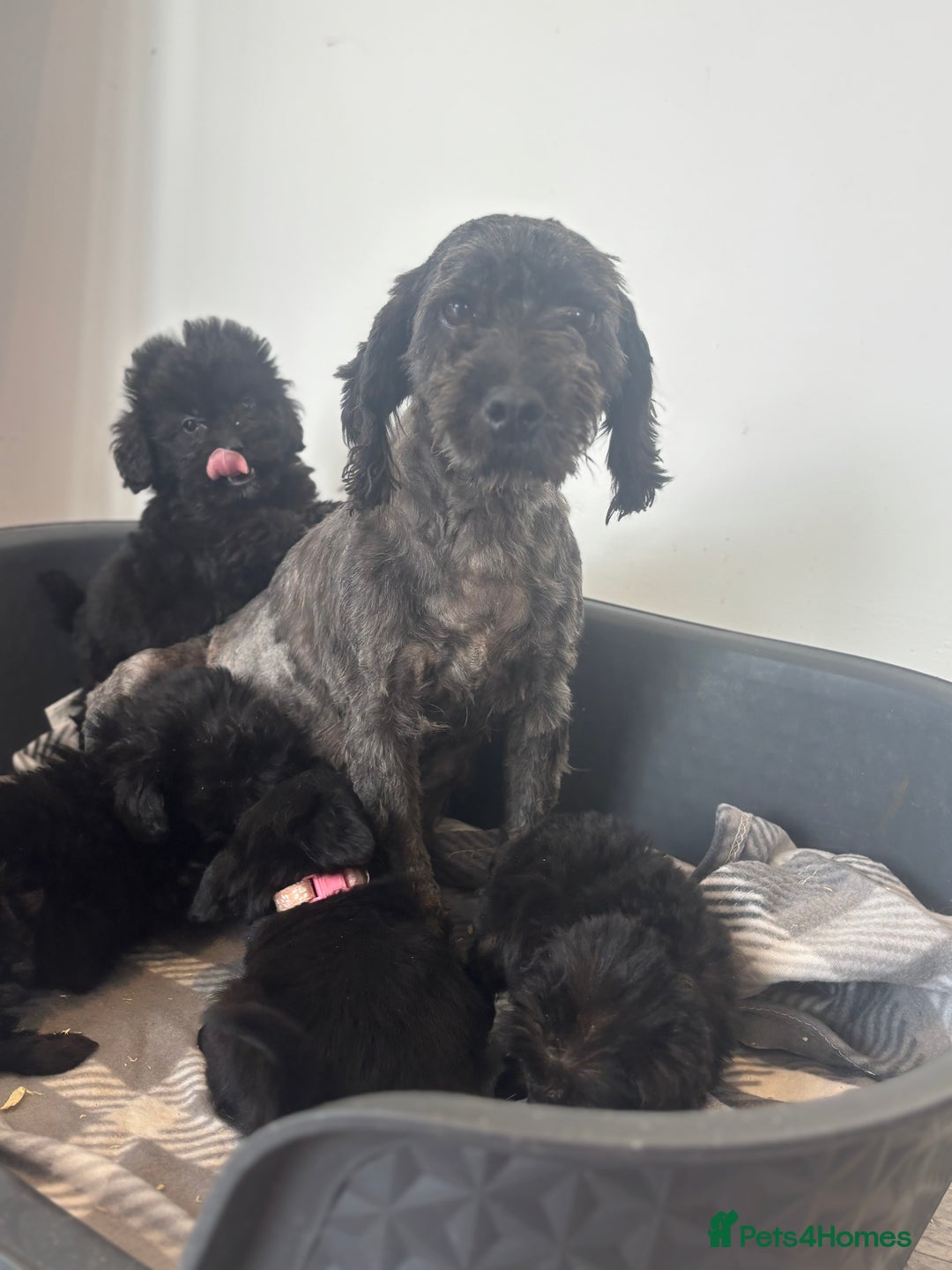 Cockapoo dogs for sale: Beautiful Cockapoo Babies🐶❤️ - Image 8