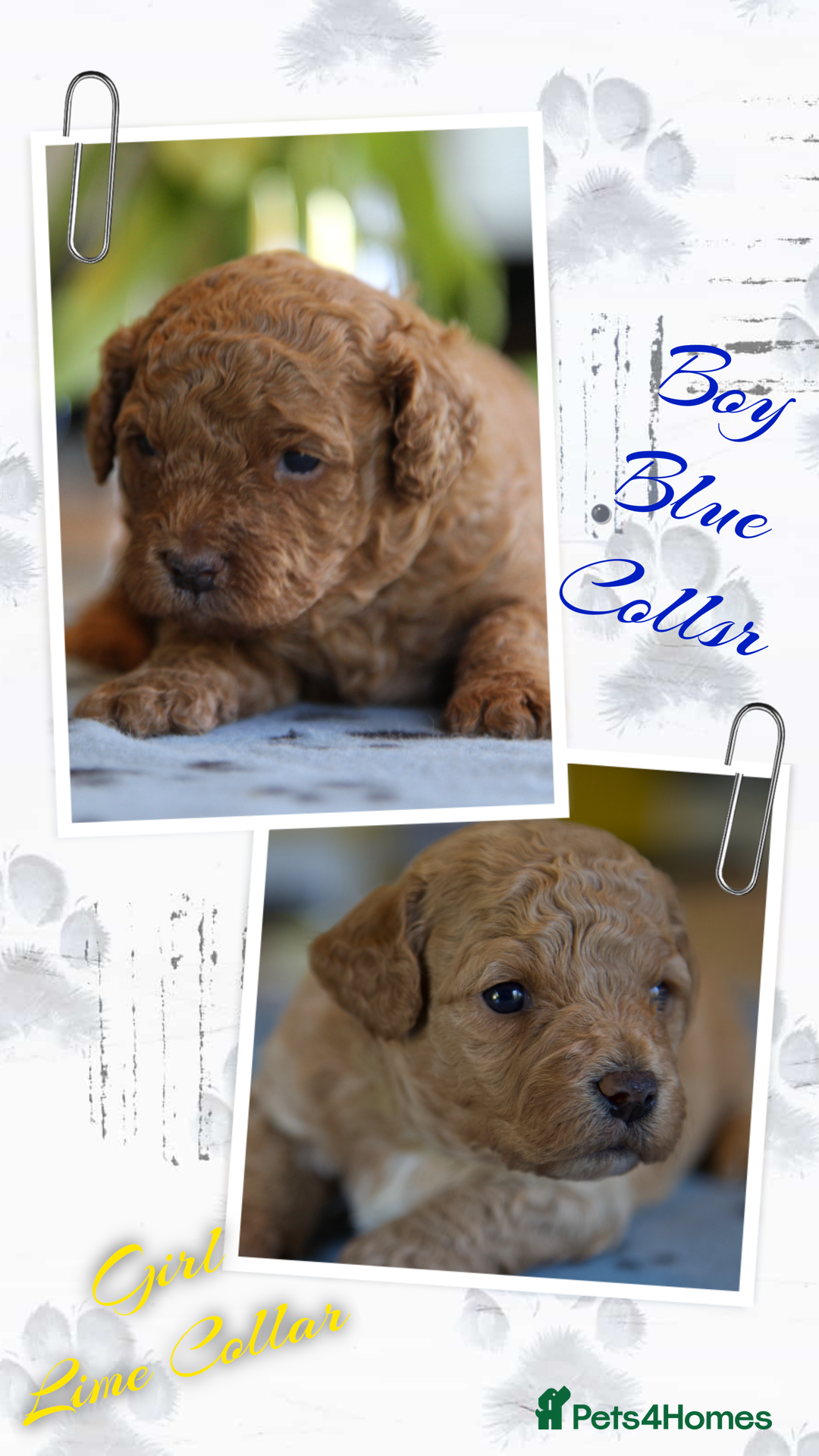 Cavachon dogs Gorgeous F1 Fox Red Cavapoochon’s  - Advert 4