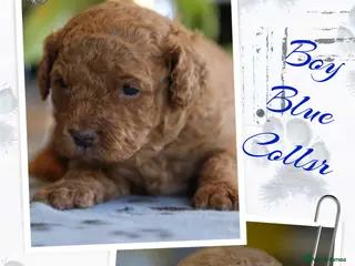 Cavachon dogs Gorgeous F1 Fox Red Cavapoochon’s - Advert 6