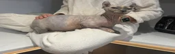 Sphynx cats for sale: Beauiful dwelf girl - Advert 4