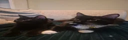 Domestic Shorthair cats for sale: Male kittens  - Advert 5