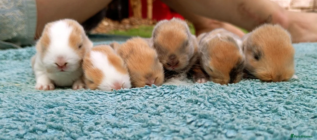 Mixed Breed rabbits for sale: 6 beautiful bunnies for sale  - Advert 1