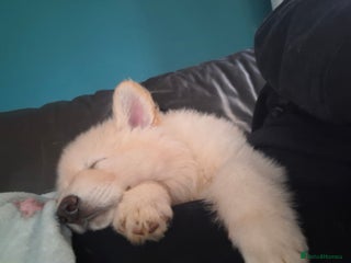 German Shepherd dogs White German Shepherd - Advert 3