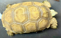 Tortoise reptiles for sale: Ivory Sulcarta  in Sutton - Image 1