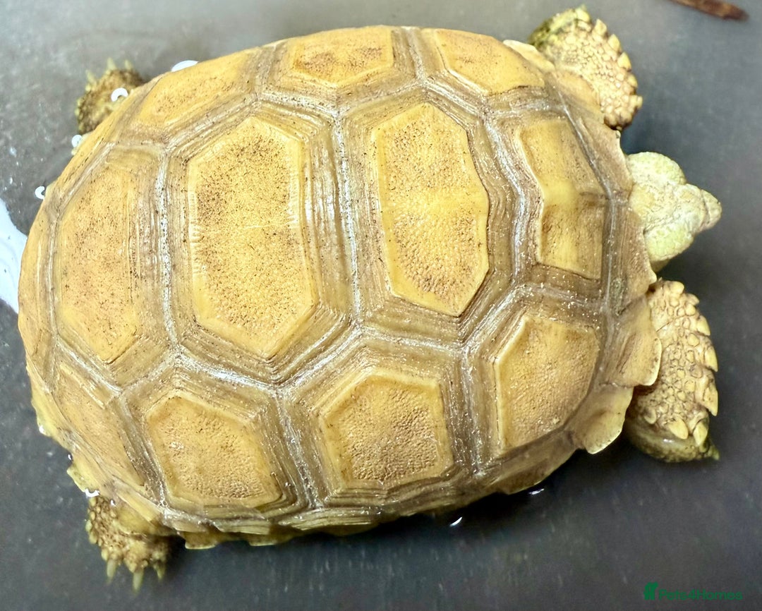 Tortoise reptiles for sale: Ivory Sulcarta  in Sutton - Image 1
