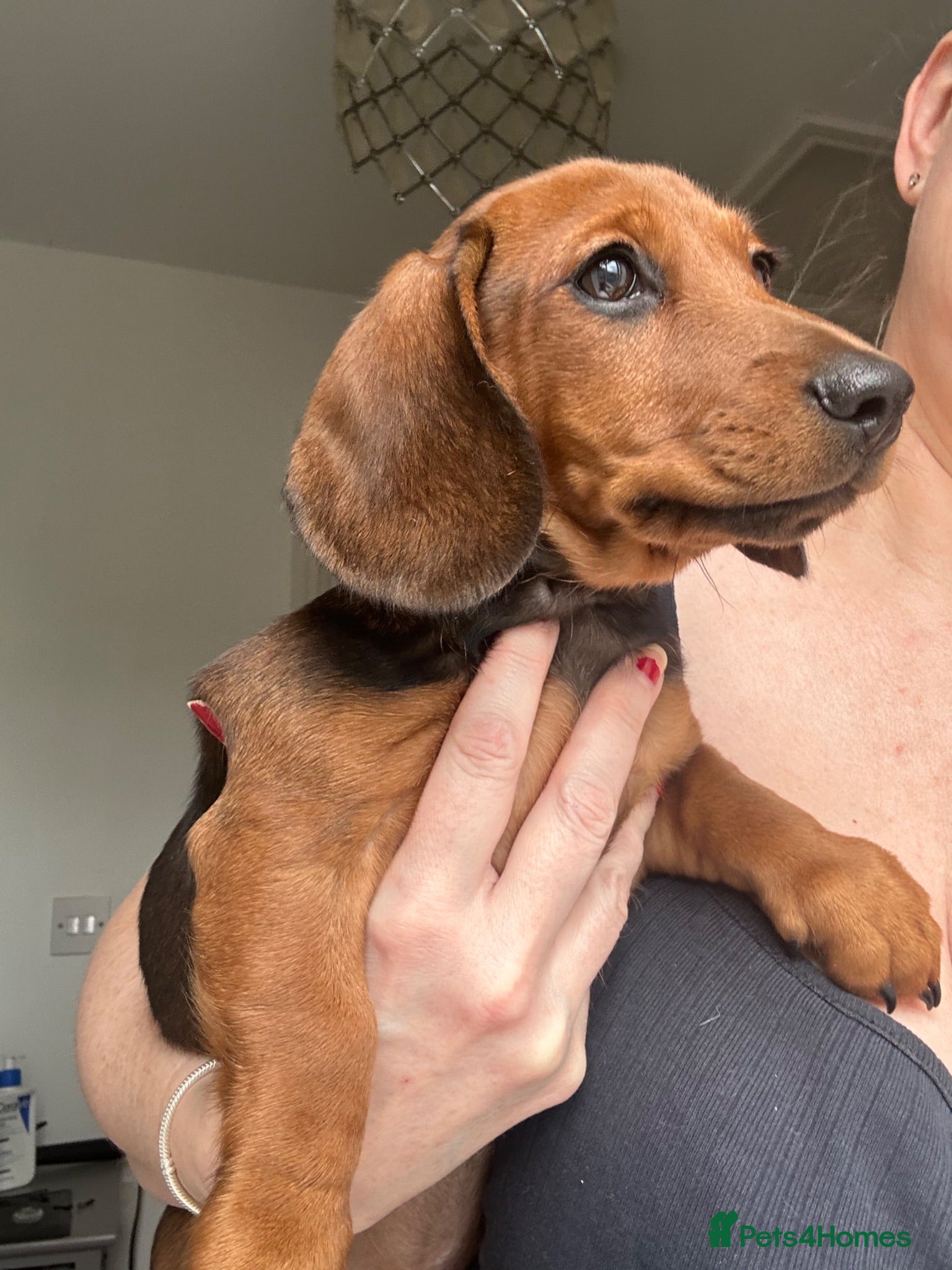 Miniature Dachshund dogs Last puppy !! Female fully vaccinated  - Advert 4