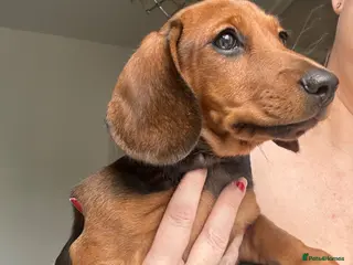 Miniature Dachshund dogs Last puppy !! Female fully vaccinated - Advert 4