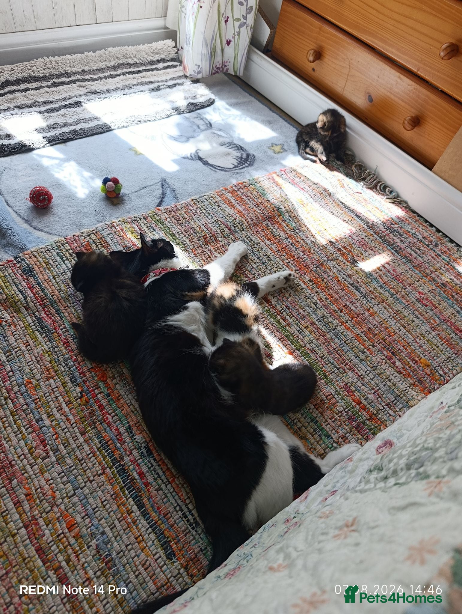 Mixed Breed cats Four girls. - Advert 5