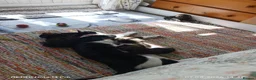 Mixed Breed cats for sale: Four girls. - Advert 1