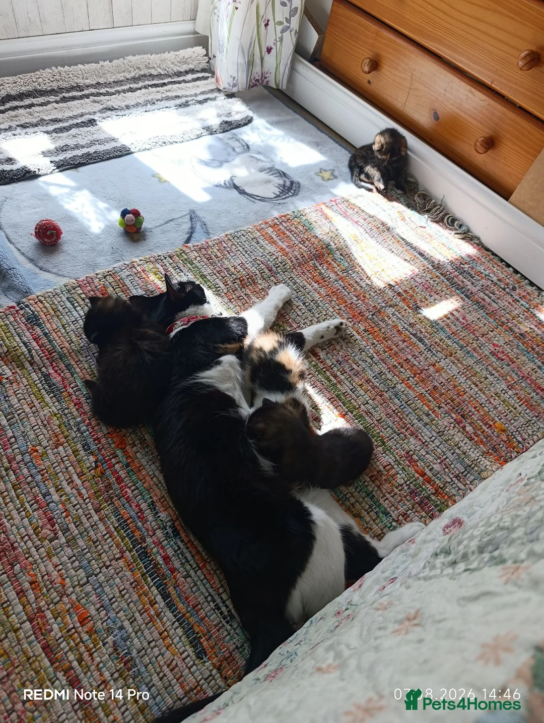 Mixed Breed cats for sale: Four girls. - Advert 1
