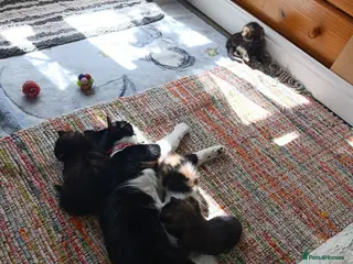Mixed Breed cats Four girls. - Advert 1