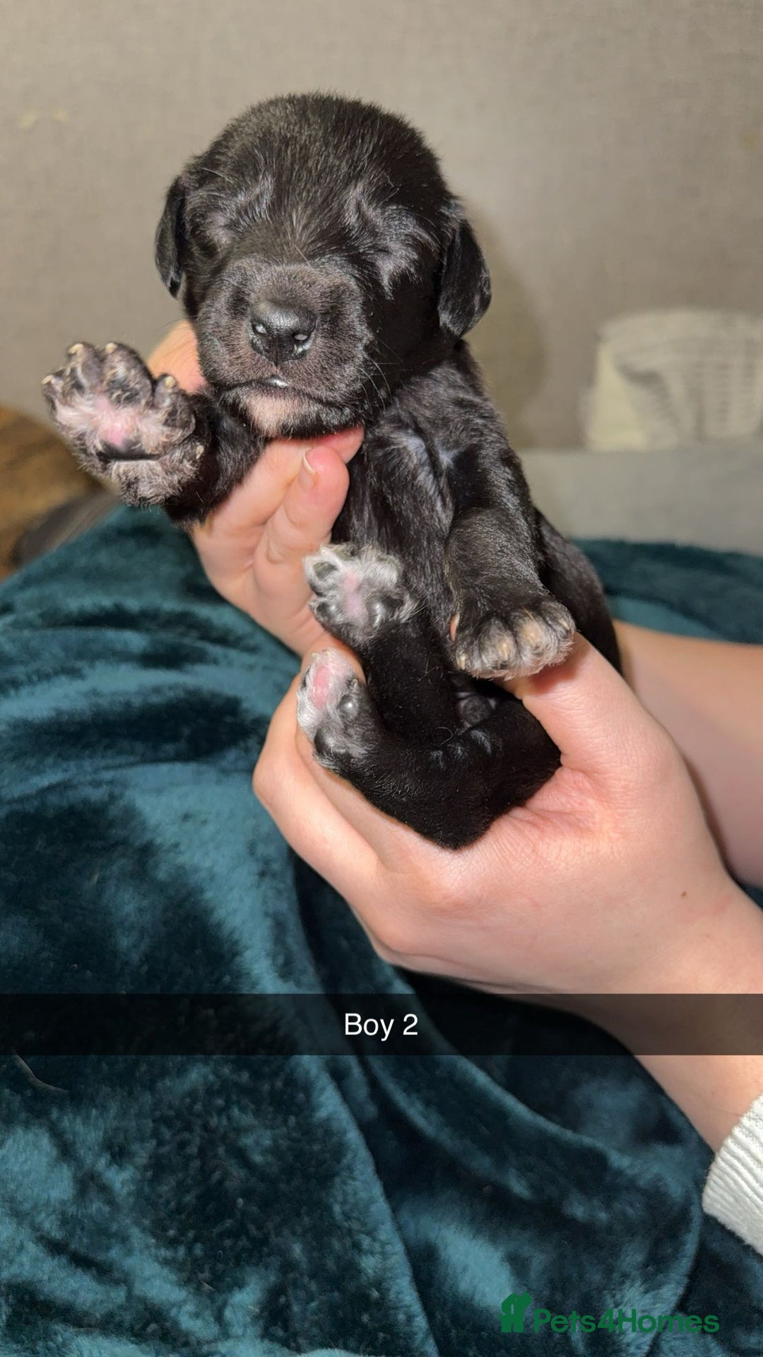 Lurcher dogs for sale: Bedding x whippet pups  - Advert 9