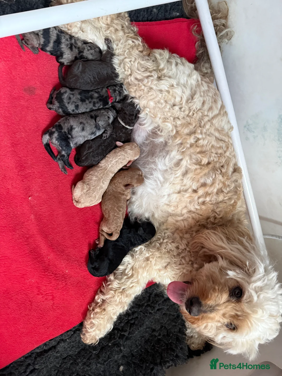 Labradoodle dogs for sale: Our Therapy Dog has had a litter of Labradoodles  - Advert 1