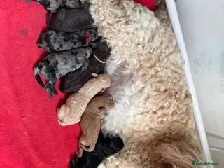 Labradoodle dogs Our Therapy Dog has had a litter of Labradoodles - Advert 3
