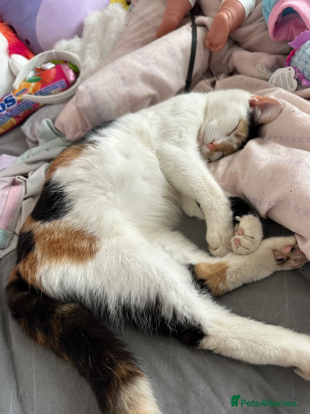 Domestic Shorthair cats for sale: Female calico kitten in Walsall - Advert 2