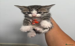 British Shorthair cats for sale: Kittens available BLUES in Axbridge - Image 10