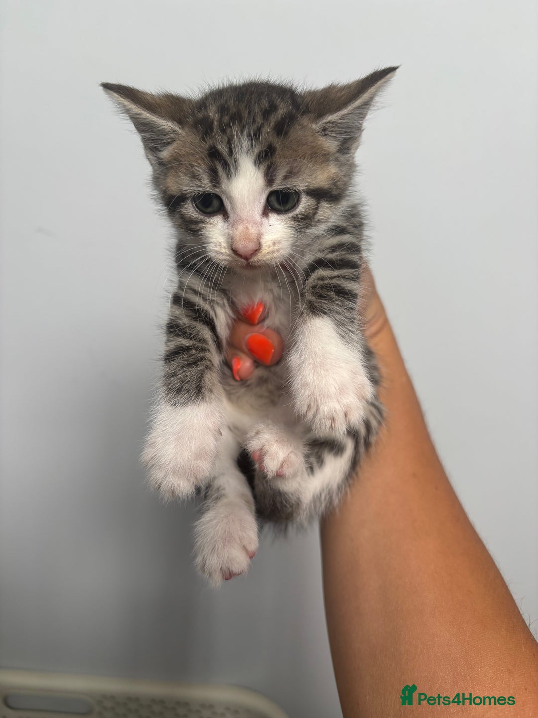 British Shorthair cats for sale: Kittens available BLUES in Axbridge - Image 10