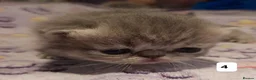 Persian cats for sale: GCCF Registered Persian kitten. - Advert 5