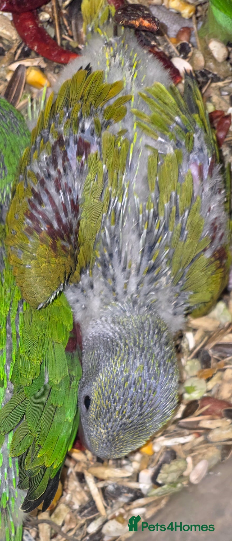 Parakeets birds proven pair Alexanderine gives olive chiks - Advert 5