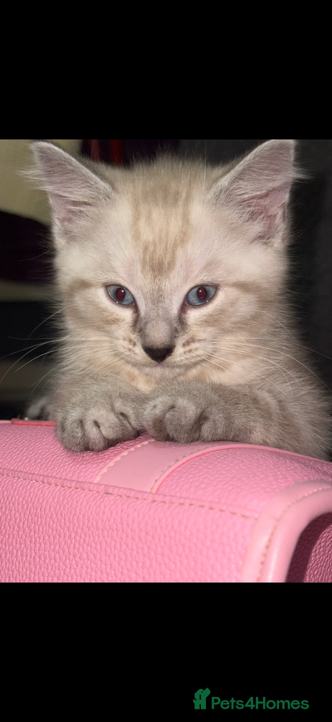 Mixed Breed cats for sale: Male kitten - Image 1