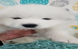 Samoyed dogs for sale: 2wonderful, purebred boys. (For therapy dogs) - Image 28