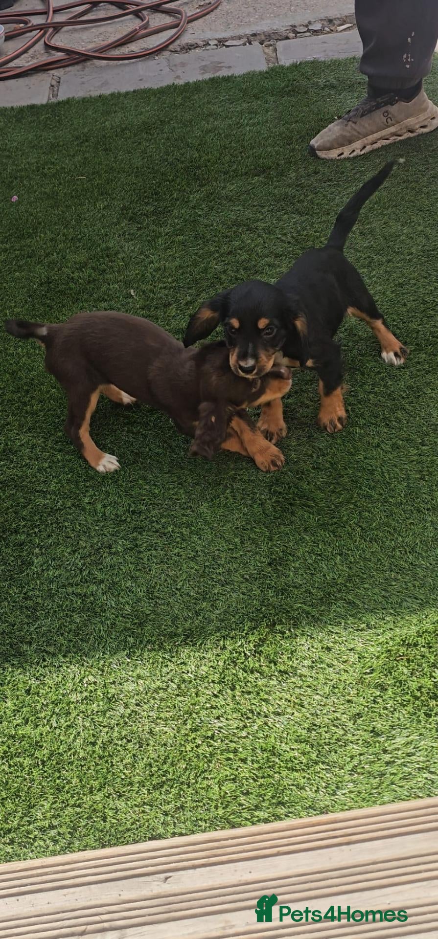 Cocker Spaniel dogs Cocker spaniel puppies ready to go  - Advert 2