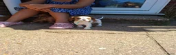 Cavalier King Charles Spaniel dogs for sale: KC Health tested Cavaliers  - Advert 4
