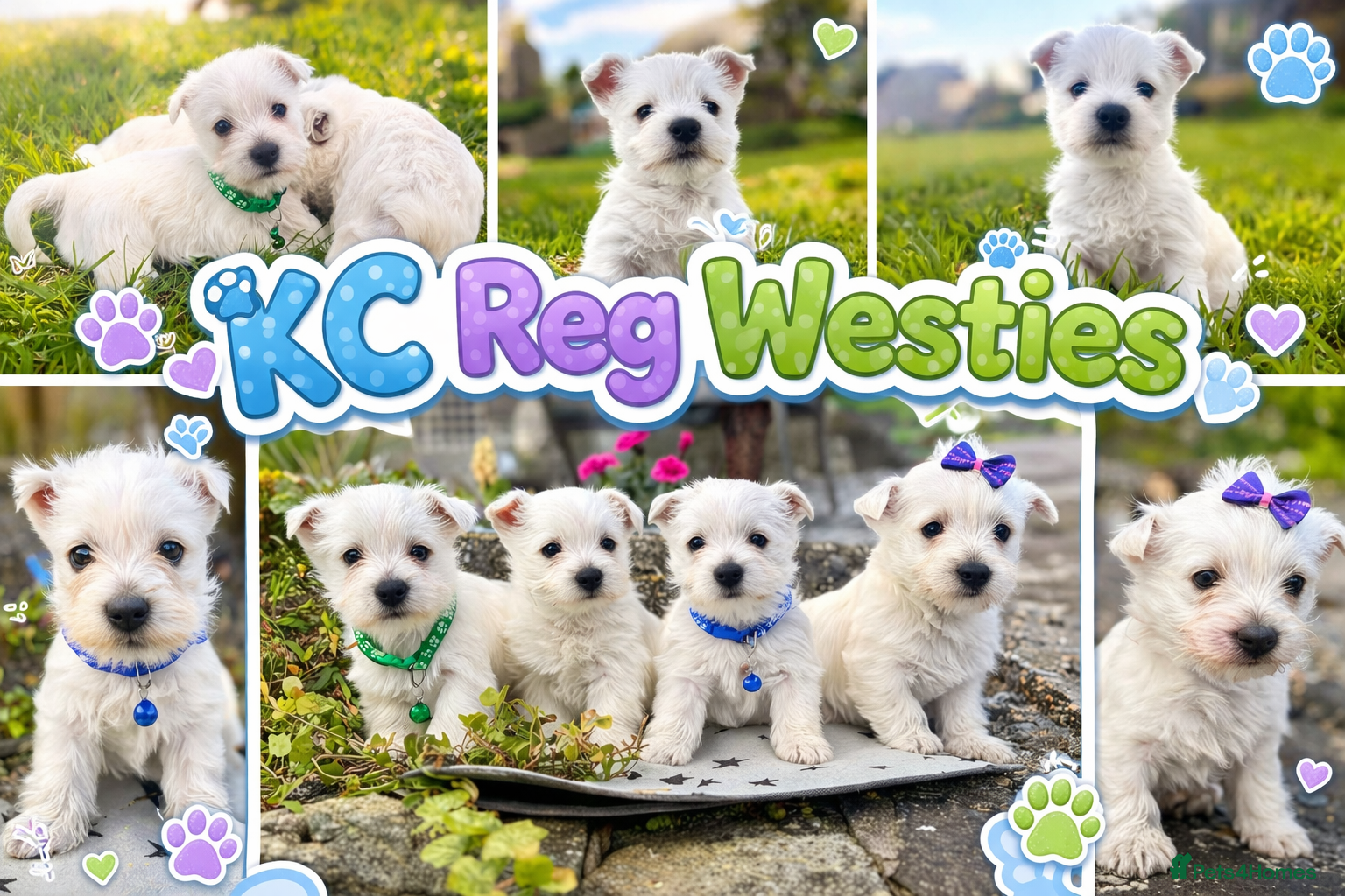 West Highland Terrier dogs Quality KC registered West Highland Terrier Pups - Advert 1