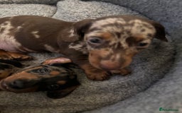 Miniature Dachshund dogs for sale: Stunning Miniature Dachsund pups available  - Image 13