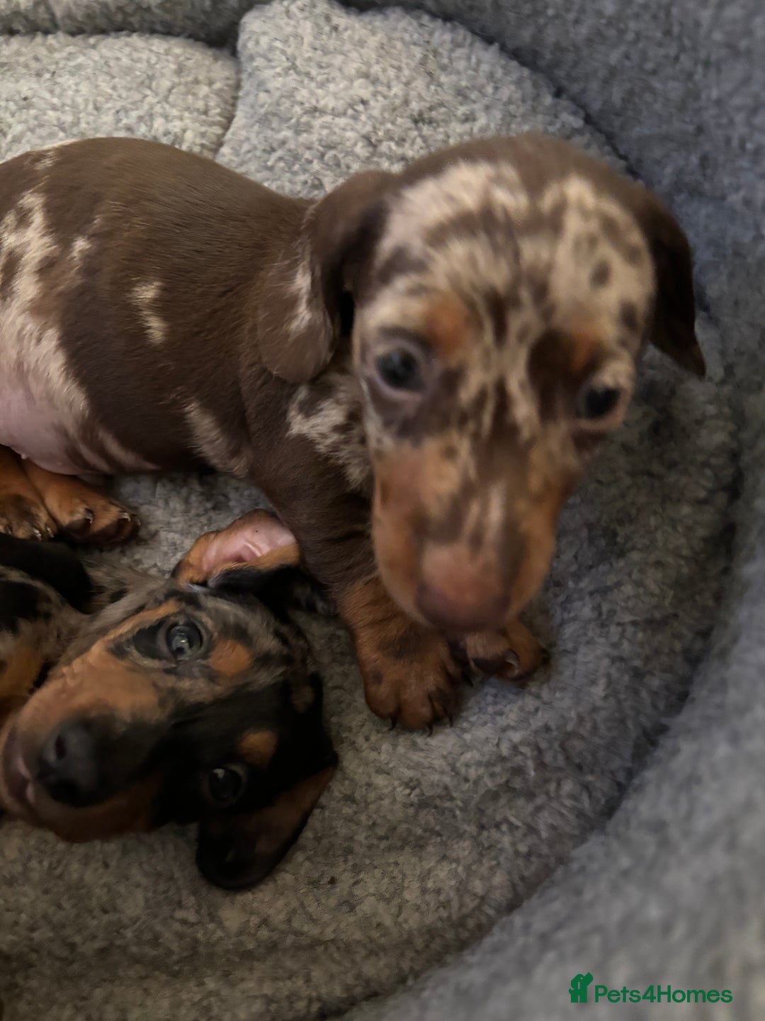 Miniature Dachshund dogs for sale: Stunning Miniature Dachsund pups available  - Image 13