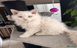 Selkirk Rex cats for sale: Gorgeous Selkirk Rex kittens - Image 11