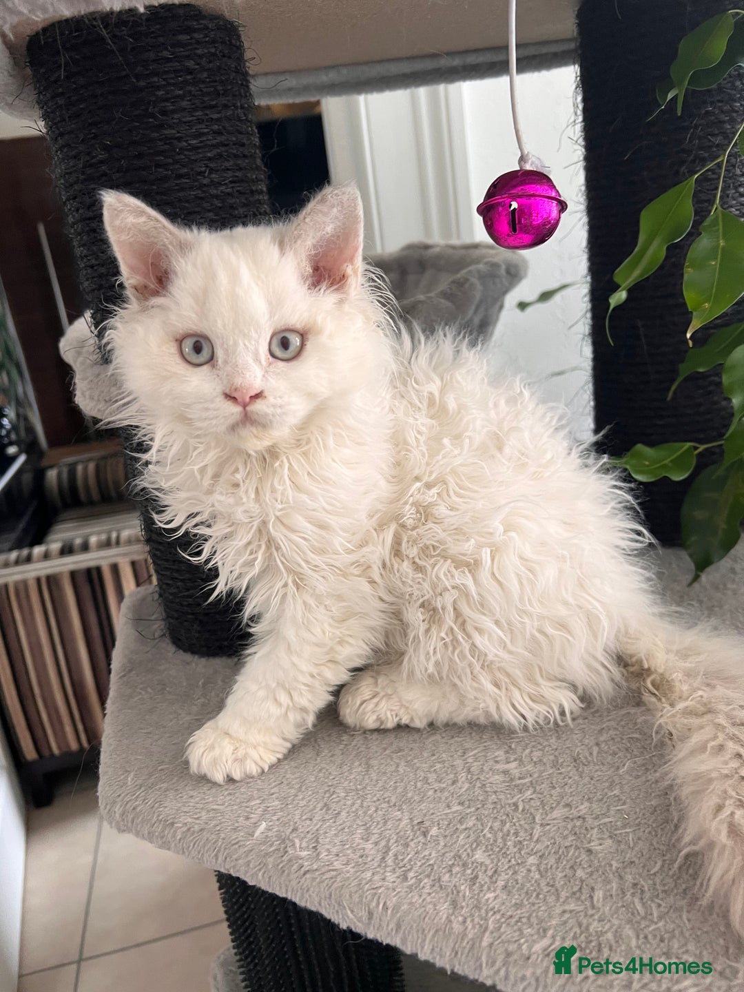 Selkirk Rex cats for sale: Gorgeous Selkirk Rex kittens - Image 11