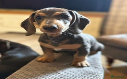 Miniature Dachshund dogs for sale: KC Reg Miniature Dachshund Puppies ✨READY NOW✨ - Image 8