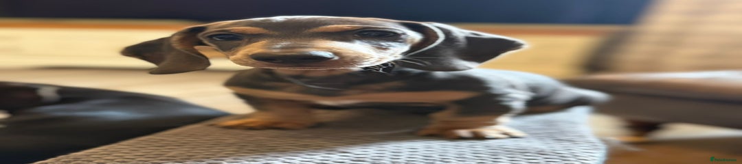 Miniature Dachshund Puppy 4