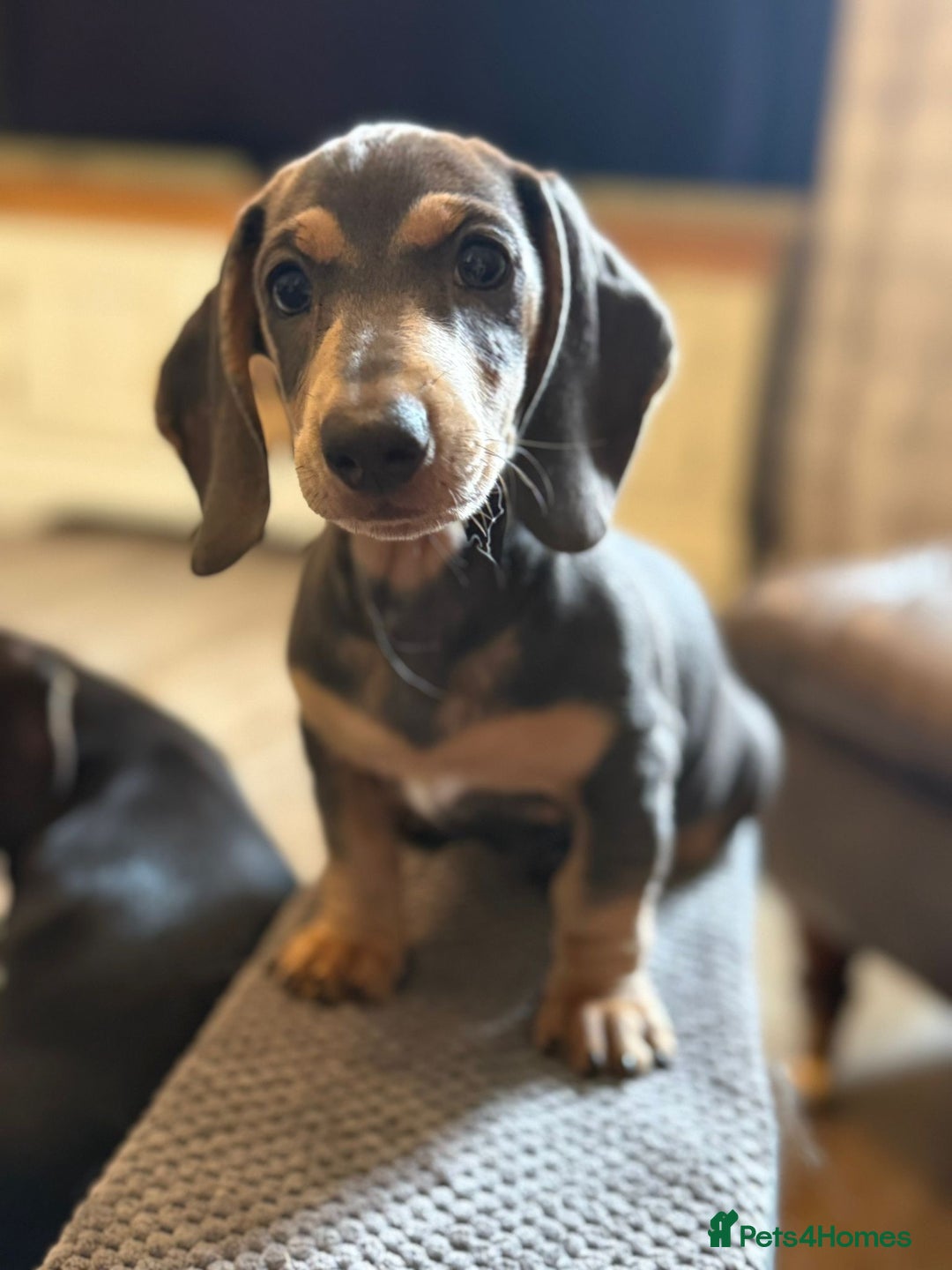 Miniature Dachshund dogs for sale: KC Reg Miniature Dachshund Puppies ✨READY NOW✨ - Image 8