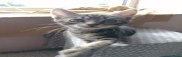 Mixed Breed cats for sale: Beautiful kittens  - Advert 3