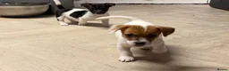 Mixed Breed dogs for sale: 3/4 Jack Russell puppies  in Esher - Advert 17