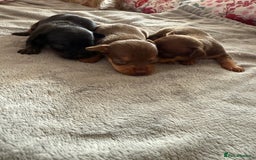 Chihuahua dogs for sale: Beautiful little Chi ready to reserve  - Image 4
