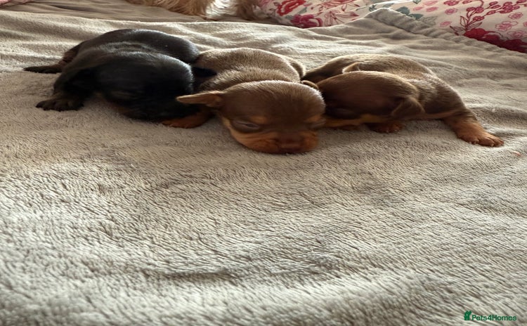 Chihuahua dogs - Advert 1