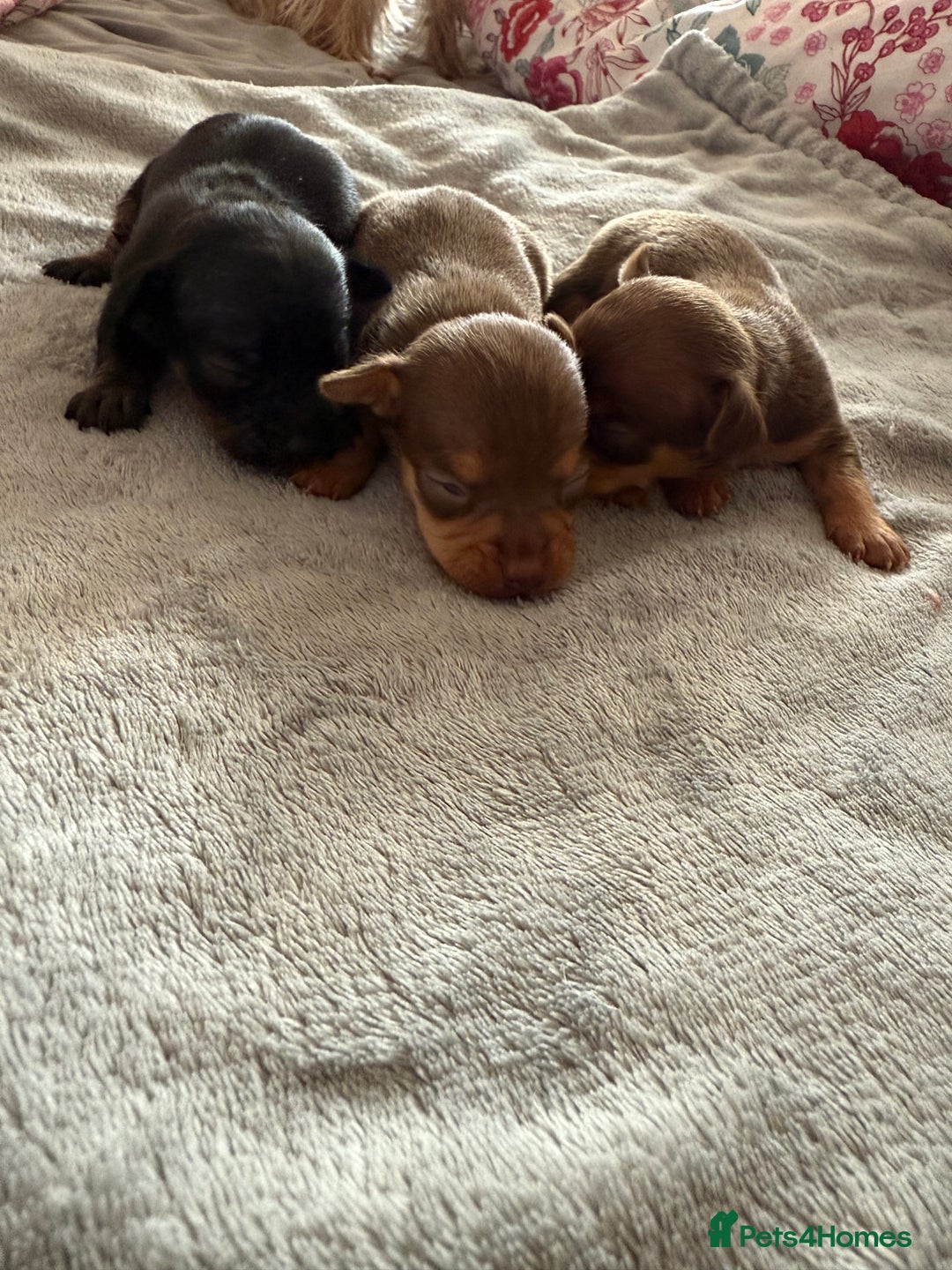 Chihuahua dogs for sale: Beautiful little Chi ready to reserve  - Image 4