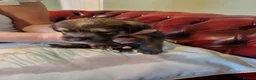 Mixed Breed dogs for sale: BORDER TERRIER X BEDLINGTON TERRIER PUPPIES  in Dewsbury - Advert 5