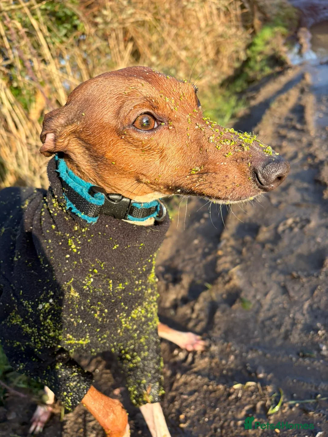 Italian Greyhound dogs for stud: Proven KC Italian Greyhound Stud from champ lines - Advert 3