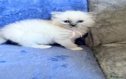 Ragdoll cats for sale: 6 Beautiful Ragdolls - Image 8