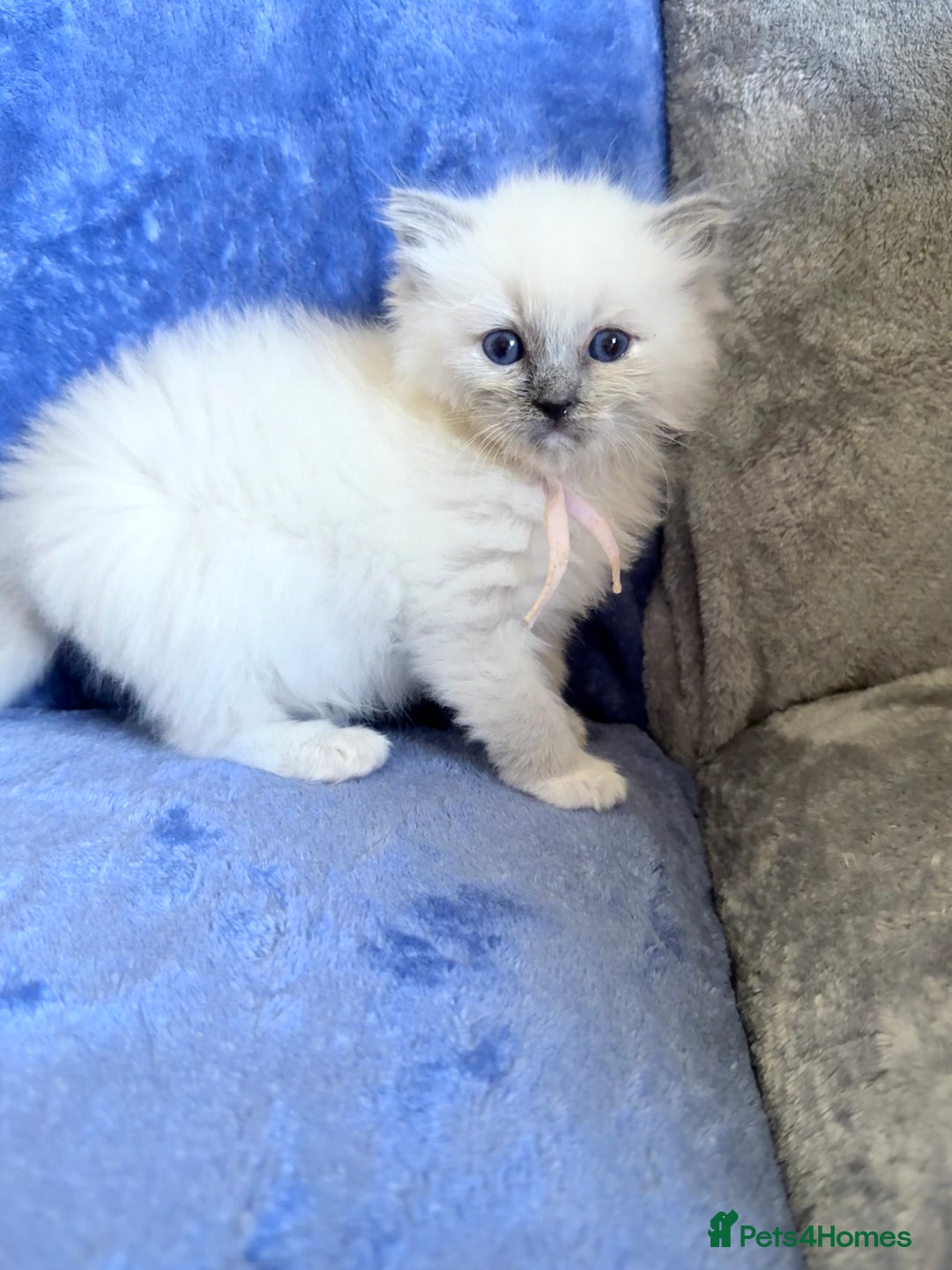 Ragdoll cats for sale: 6 Beautiful Ragdolls - Image 8