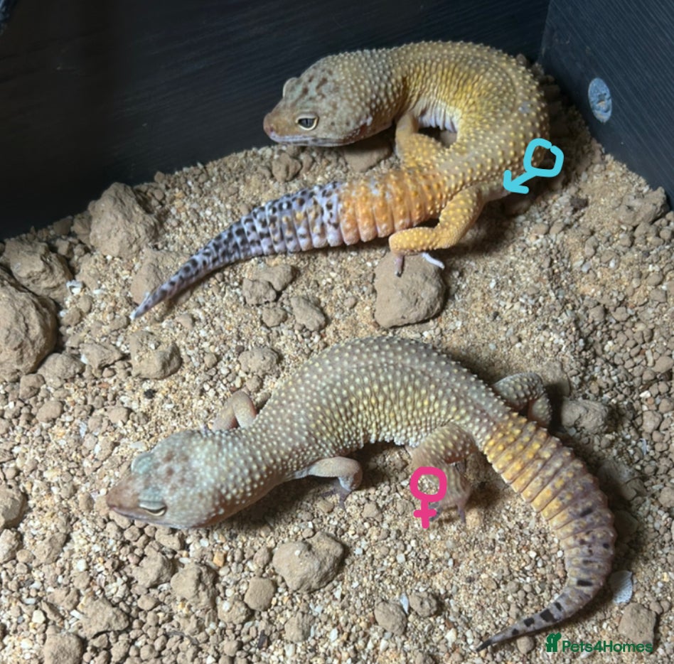 Leopard Gecko reptiles 2 leopard geckos with setup, 1f 1m - Advert 2